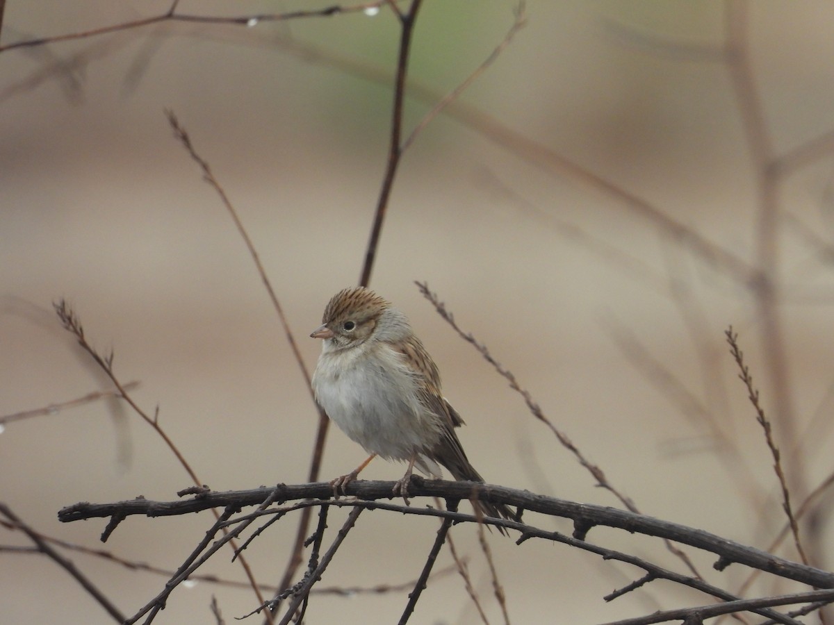 Brewer's Sparrow - ML642612647