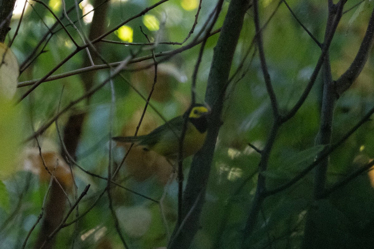Hooded Warbler - ML642612712