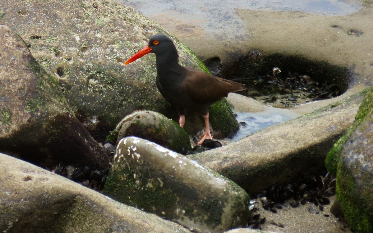 Black Oystercatcher - ML642612783