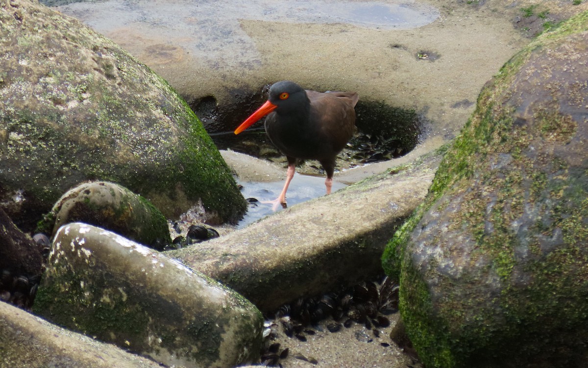 Black Oystercatcher - ML642612792