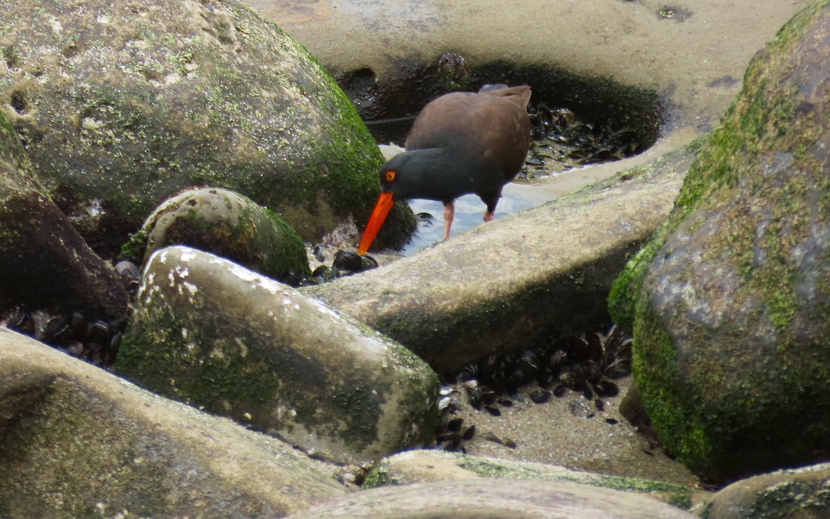 Black Oystercatcher - ML642612796
