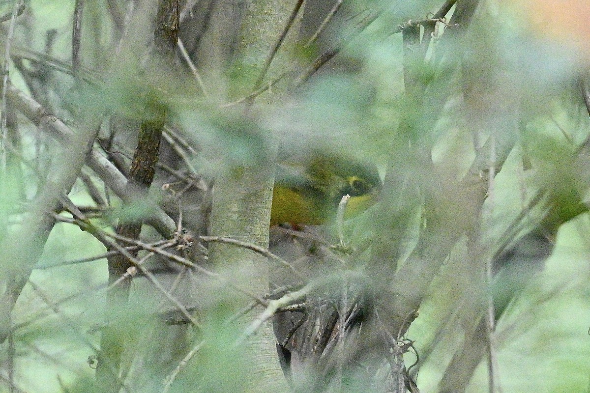 Kentucky Warbler - ML642612806
