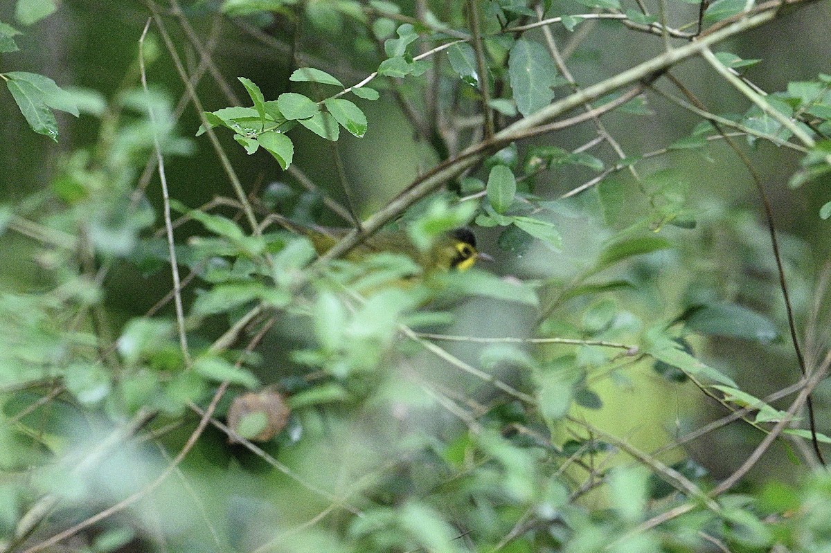 Kentucky Warbler - ML642612807