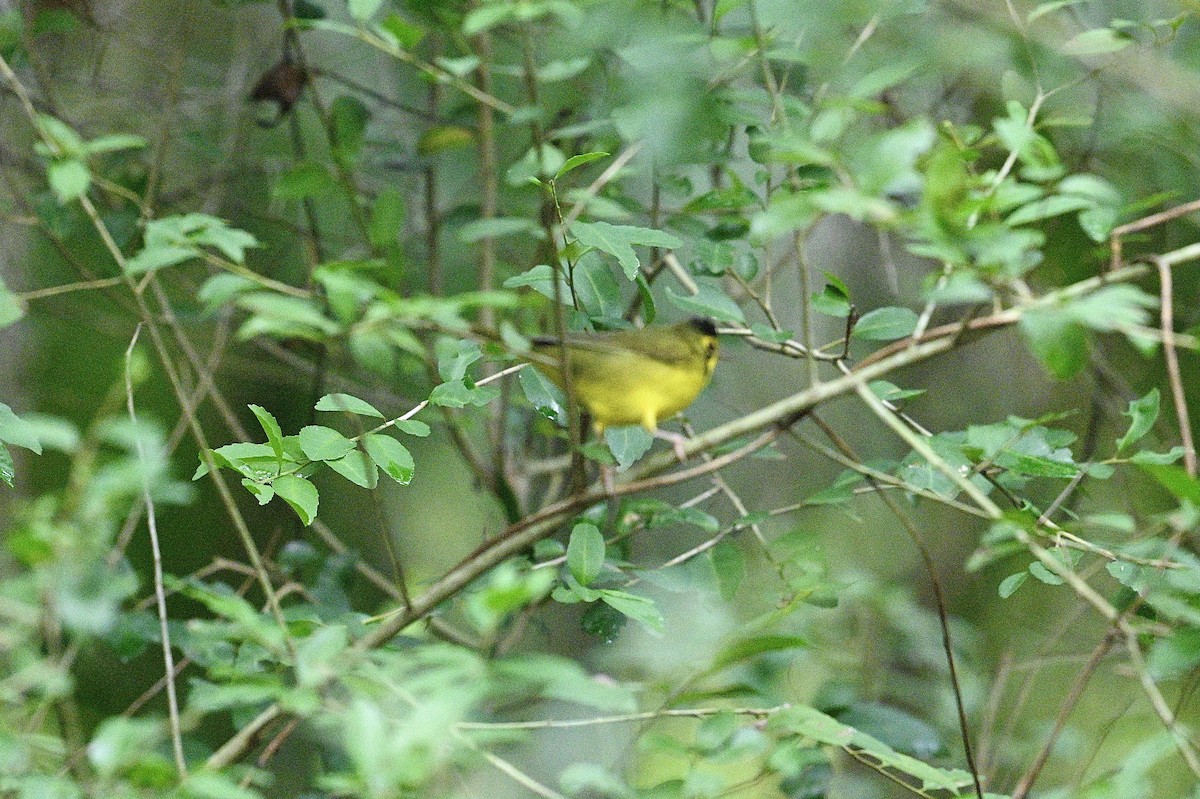Kentucky Warbler - ML642612808