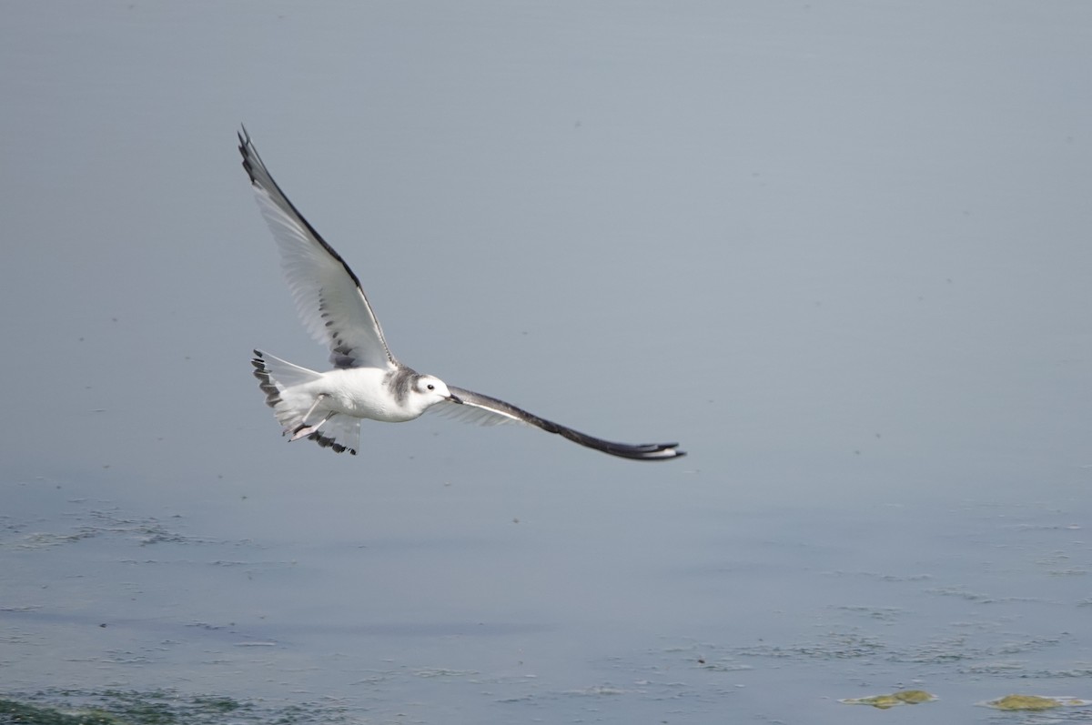 Sabine's Gull - ML642612814