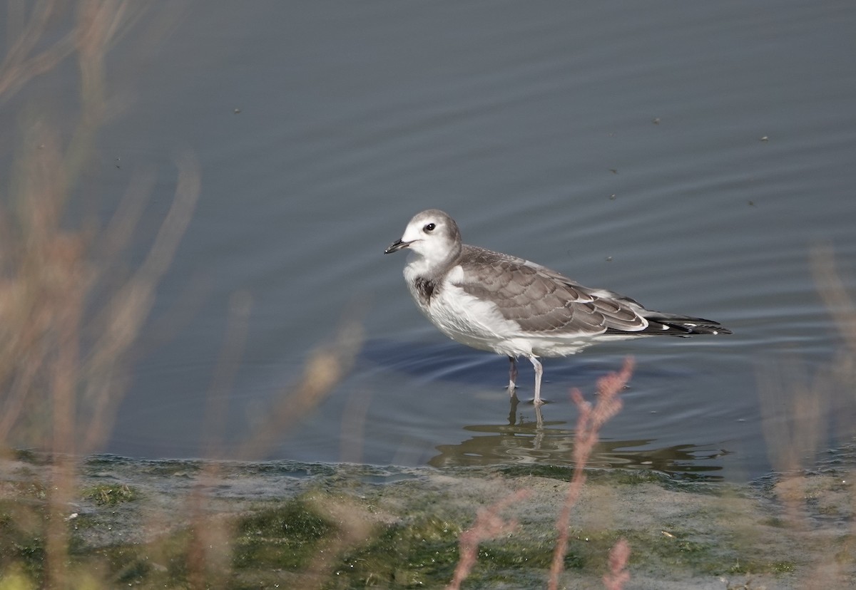 Sabine's Gull - ML642612826