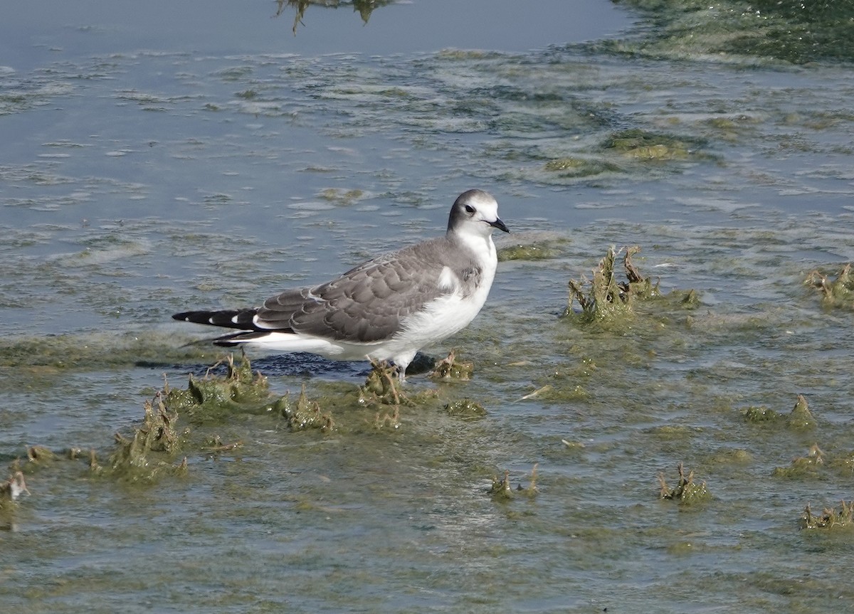 Sabine's Gull - ML642612836