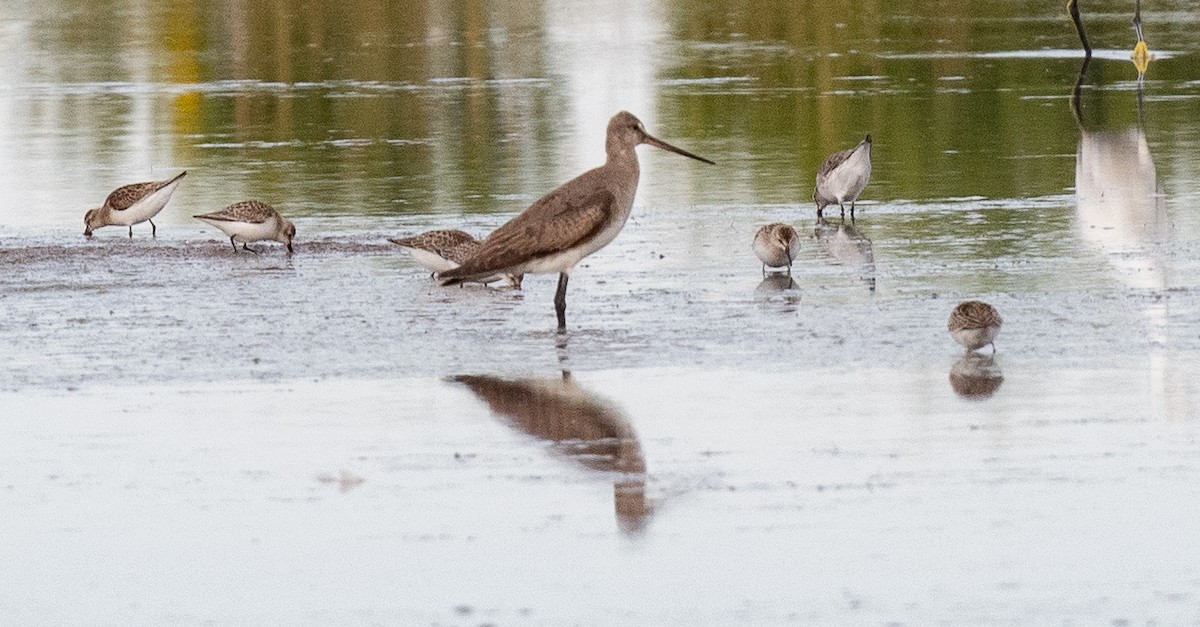 לימוזה אמריקנית - ML642612842