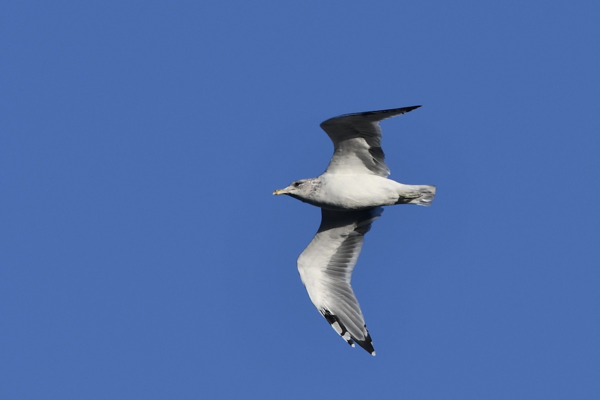 California Gull - ML642612858