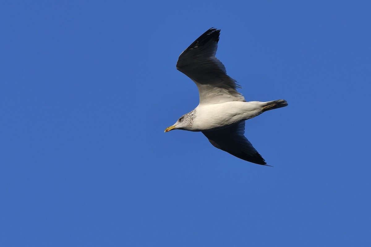 California Gull - ML642612881