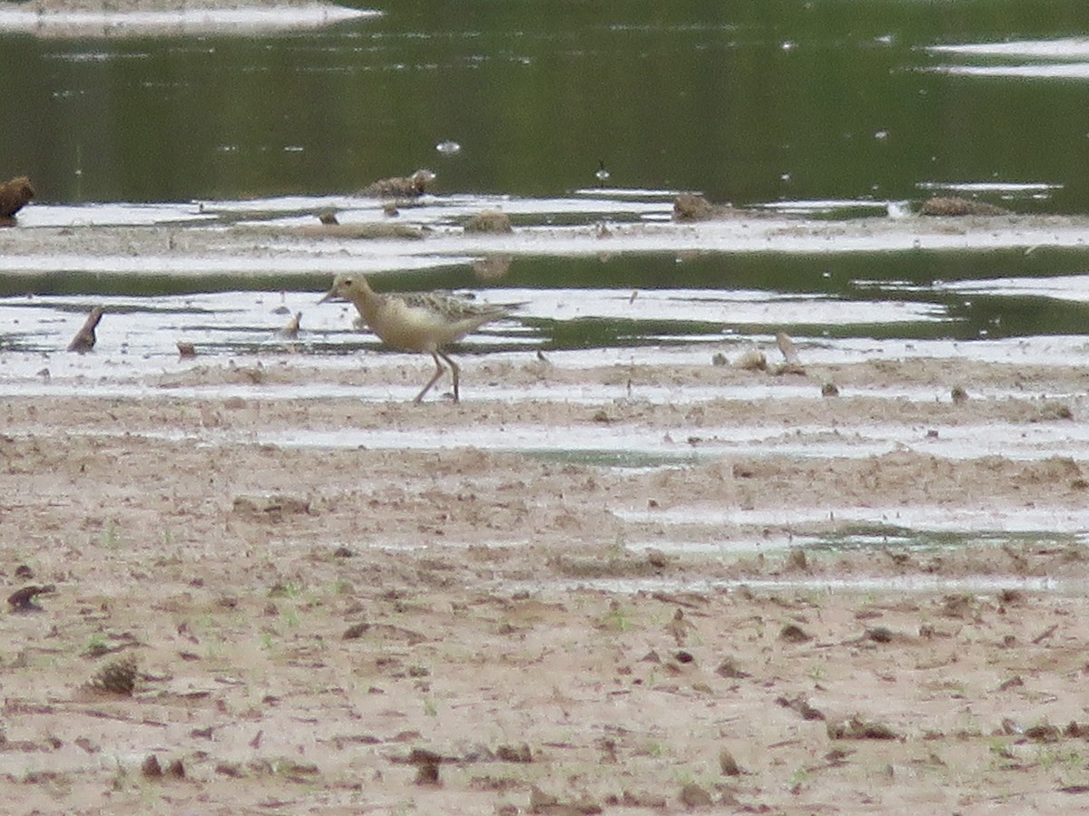 Buff-breasted Sandpiper - ML642612893