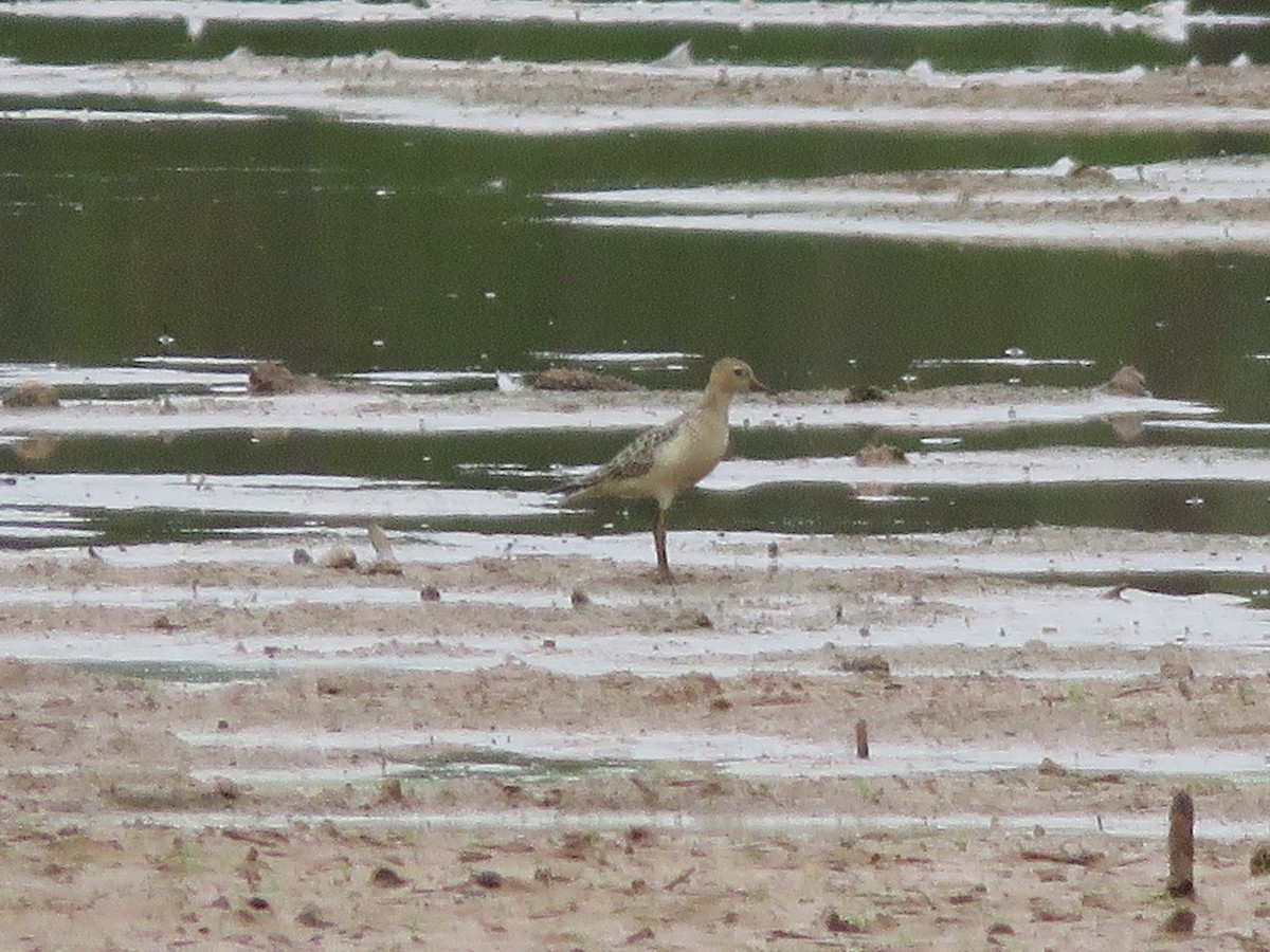 Buff-breasted Sandpiper - ML642612895
