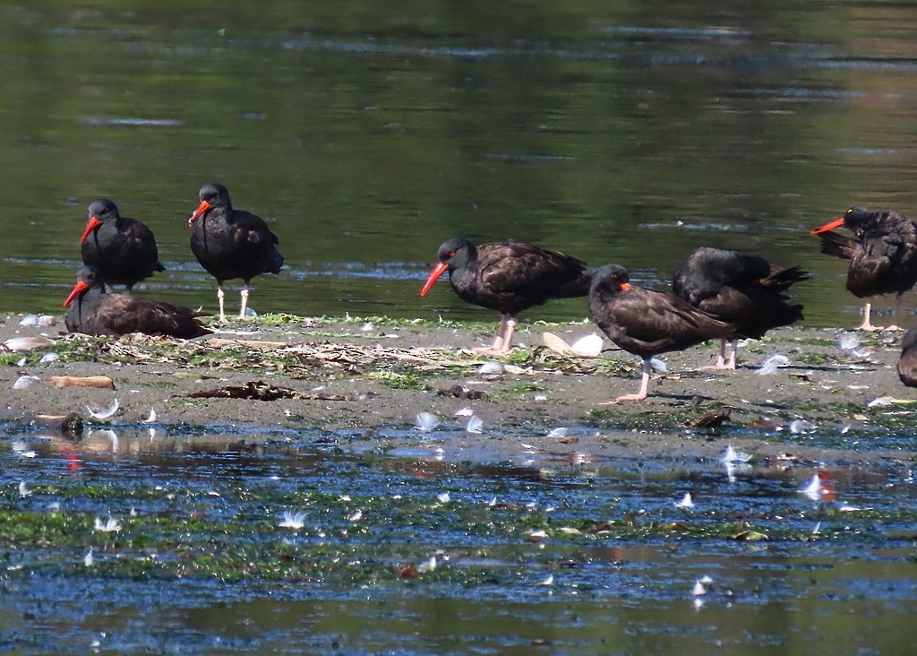 Black Oystercatcher - ML642612907
