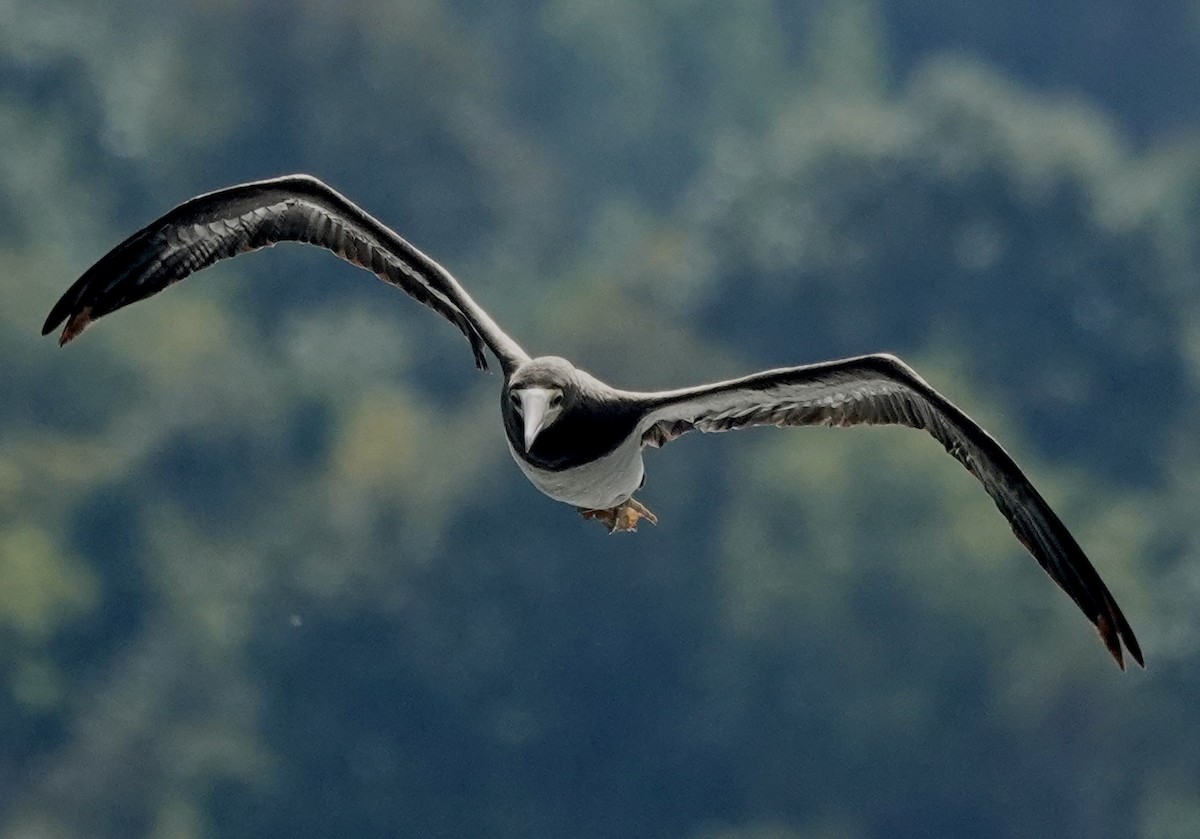 白腹鰹鳥 - ML642612930