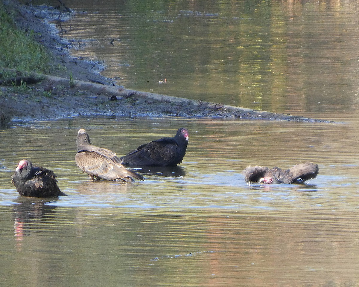 Turkey Vulture - ML642612932