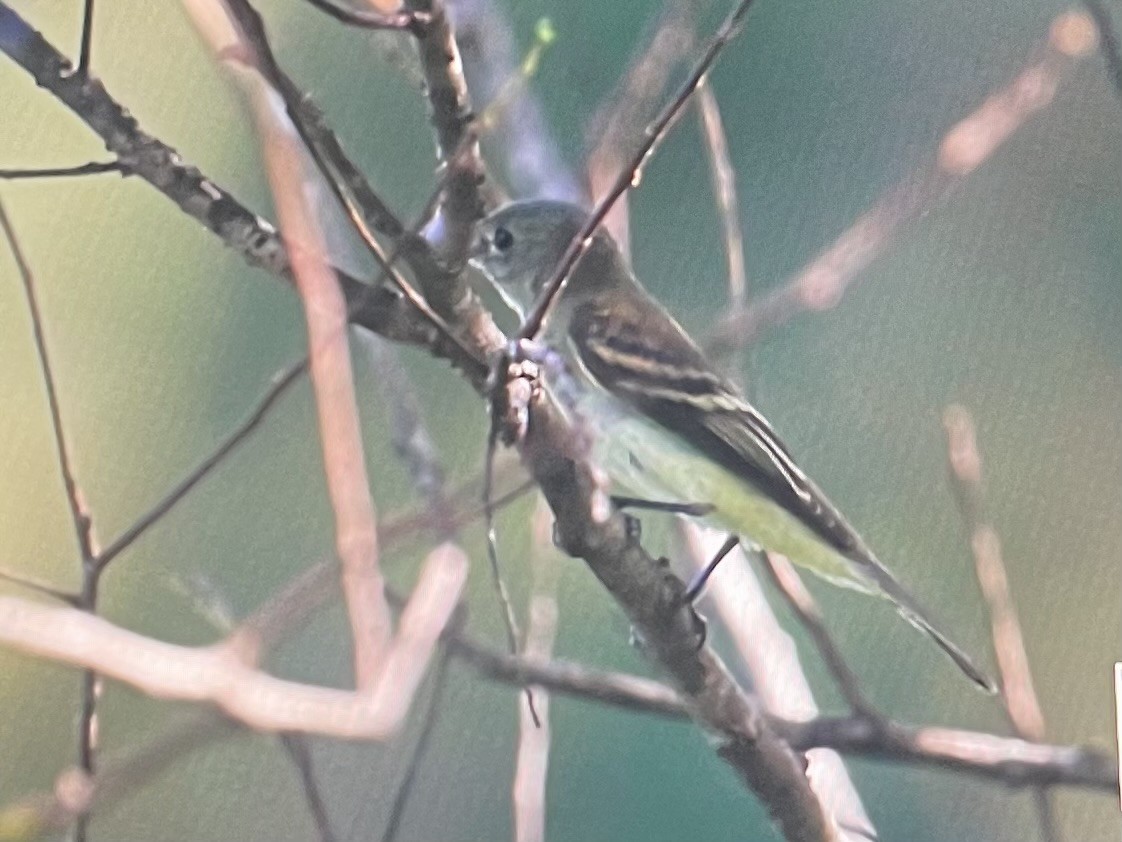 Acadian Flycatcher - ML642612938