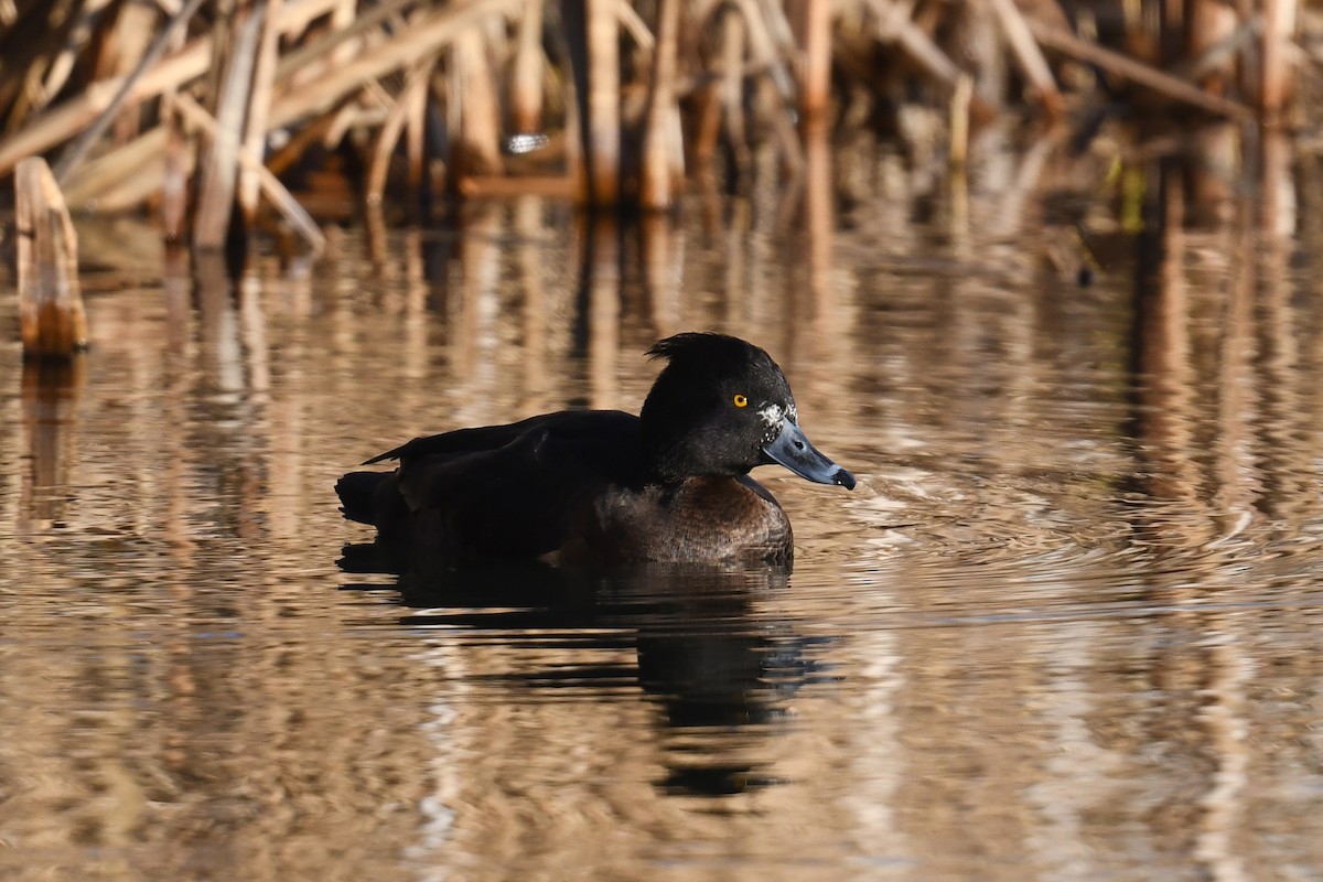 Tufted Duck - ML642612940