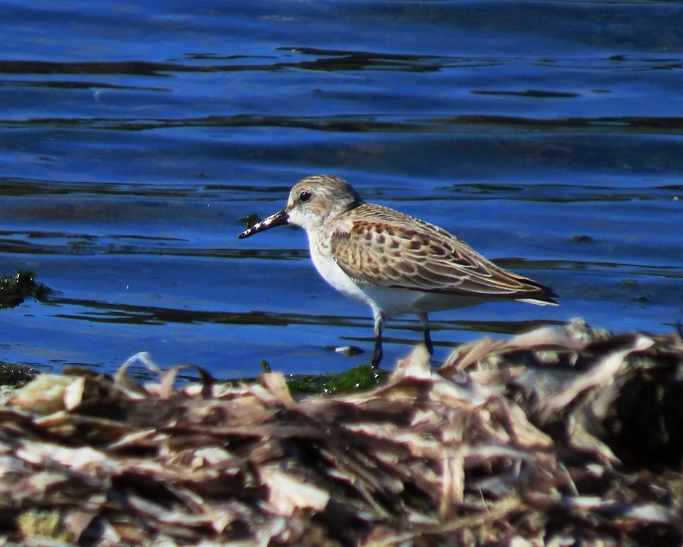 Western/Semipalmated Sandpiper - ML642612956