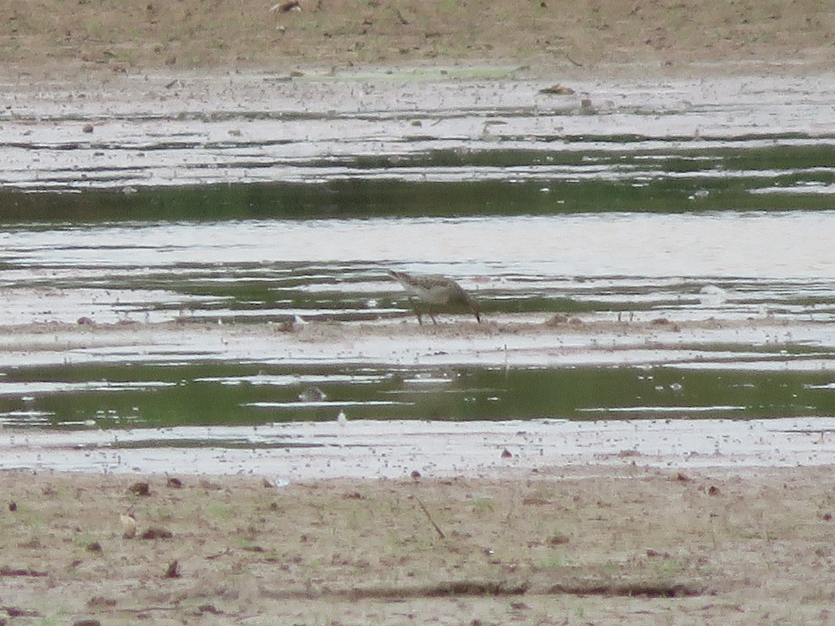 Pectoral Sandpiper - ML642612964