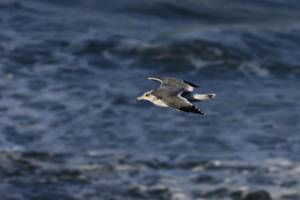 California Gull - ML642612966