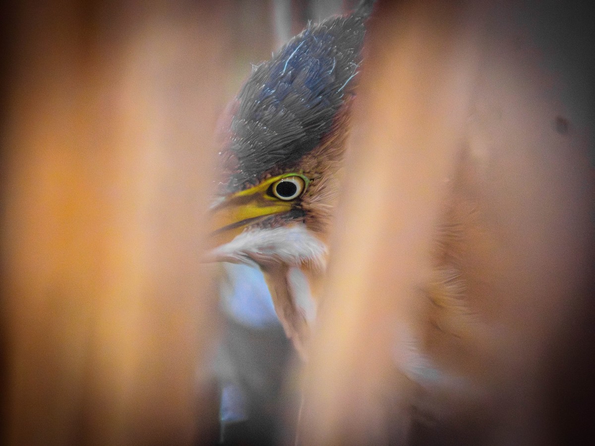 Least Bittern - ML642612969