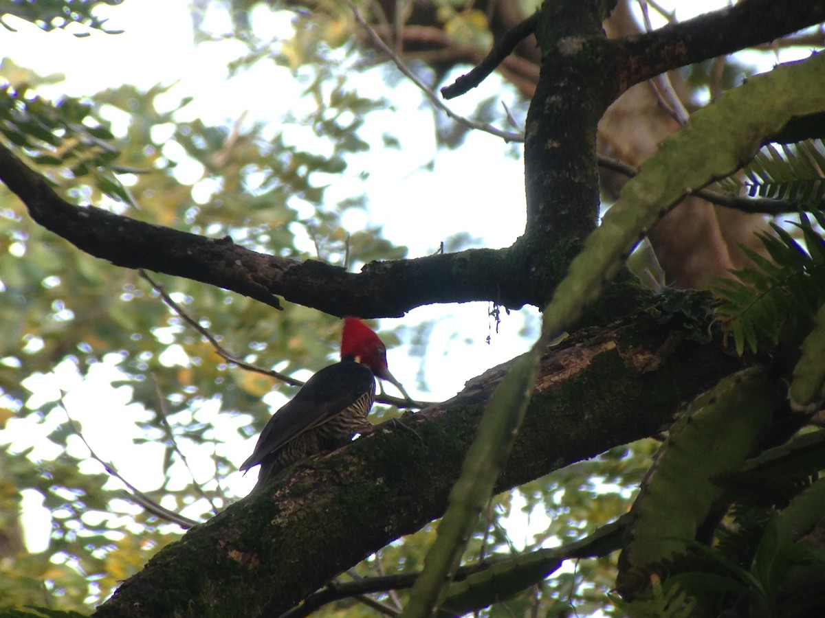 Pale-billed Woodpecker - ML642612972