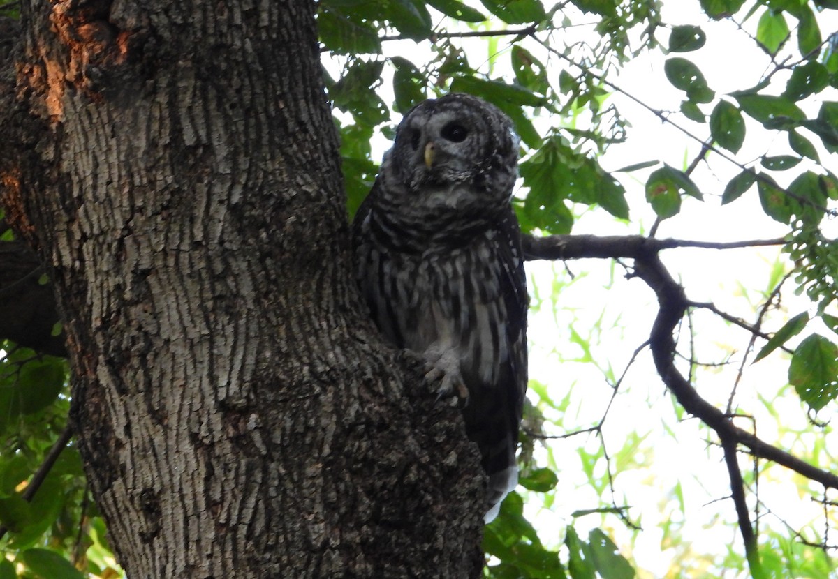 Barred Owl - ML642612976