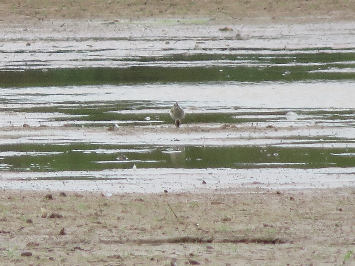 Pectoral Sandpiper - ML642612995