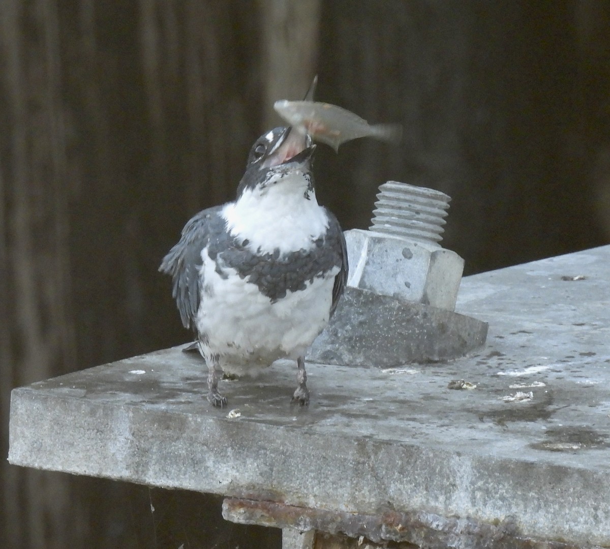 belteisfugl - ML642613016