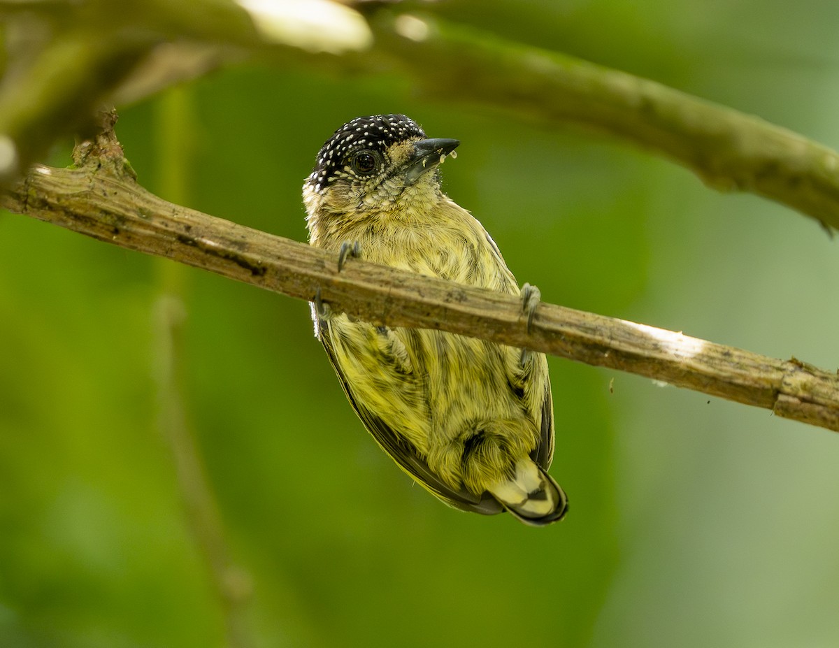 Olivaceous Piculet - ML642613028