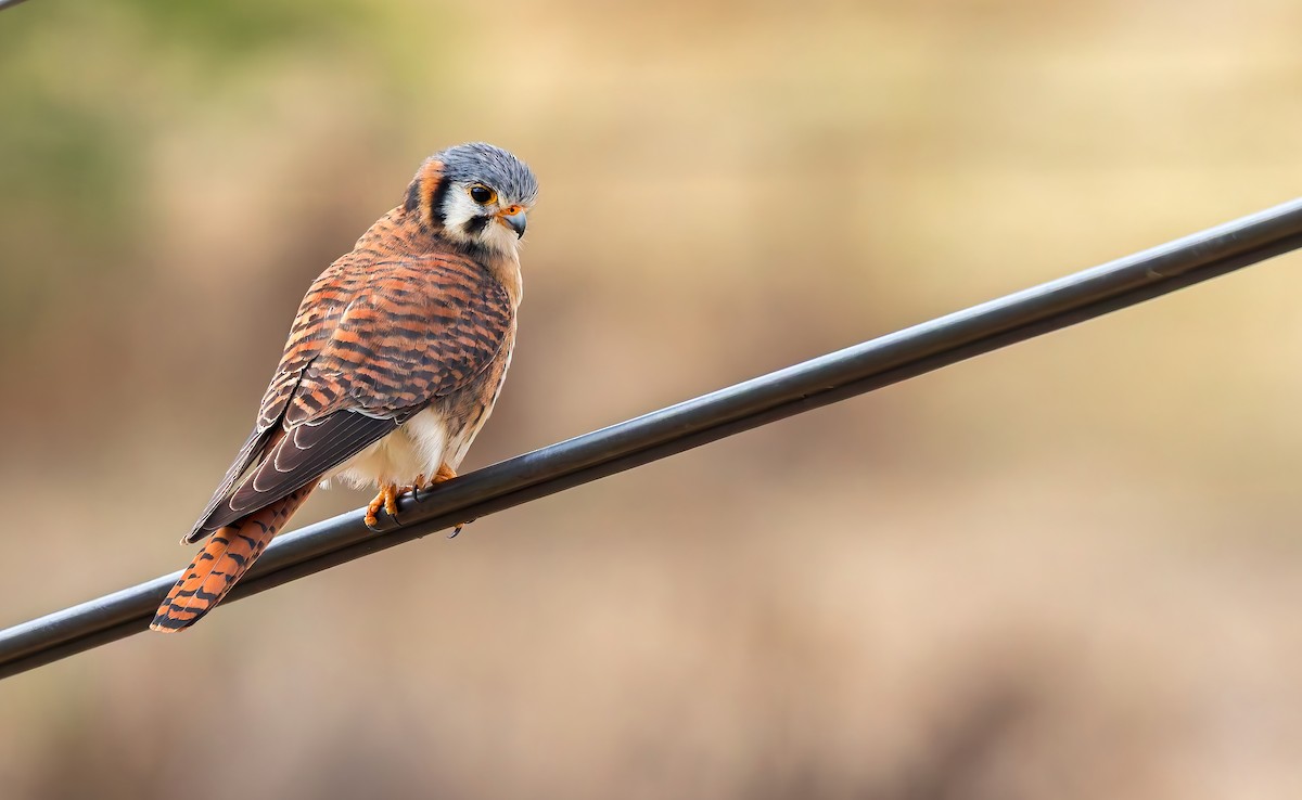 American Kestrel (South American) - ML642613038