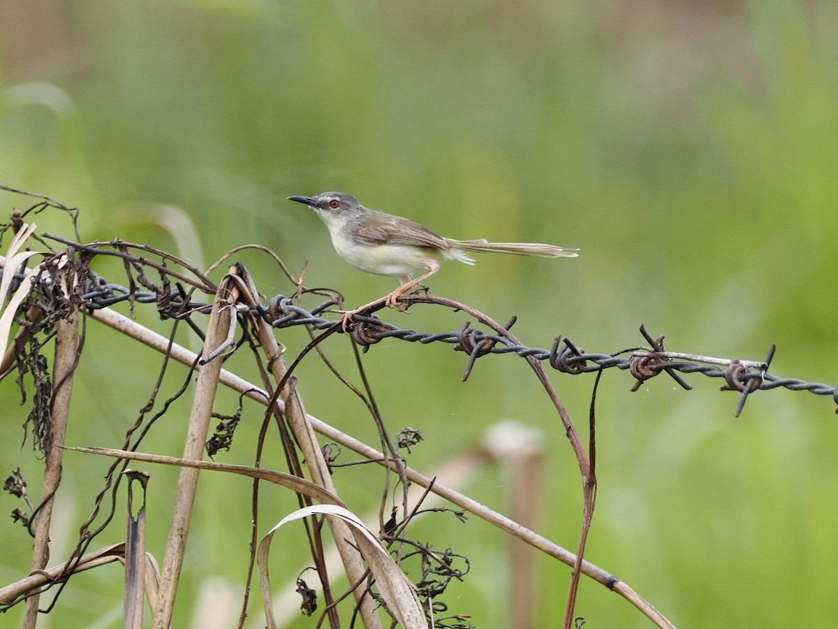 Yellow-bellied Prinia - ML642613057