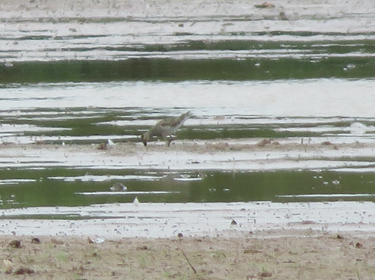 Pectoral Sandpiper - ML642613067