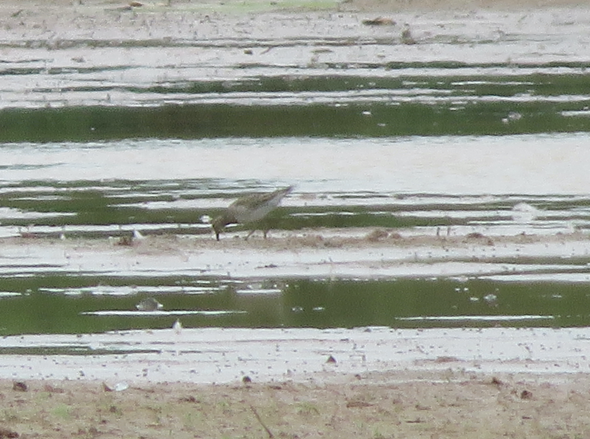 Pectoral Sandpiper - ML642613068