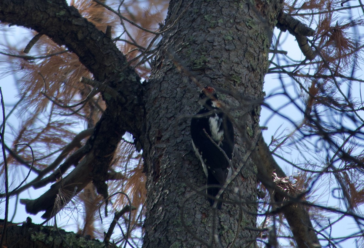 Hairy Woodpecker - ML642613069