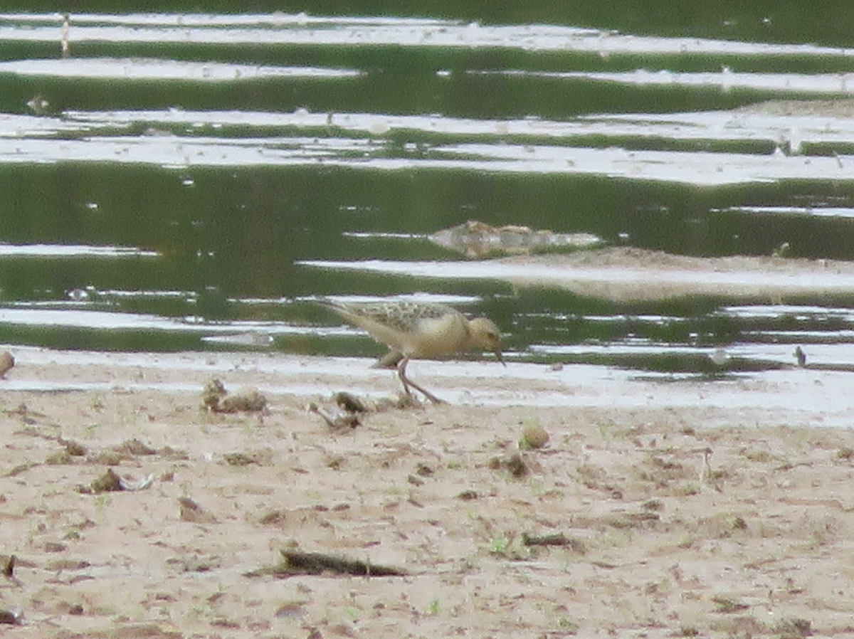 Buff-breasted Sandpiper - ML642613077