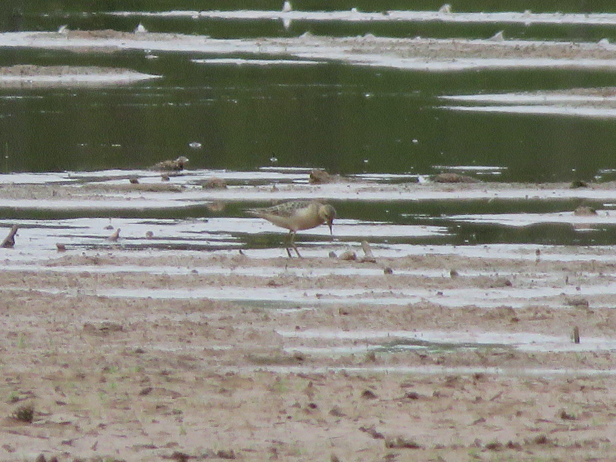 Buff-breasted Sandpiper - ML642613079