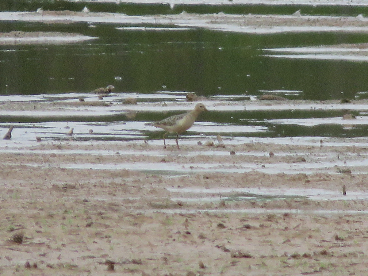 Buff-breasted Sandpiper - ML642613080