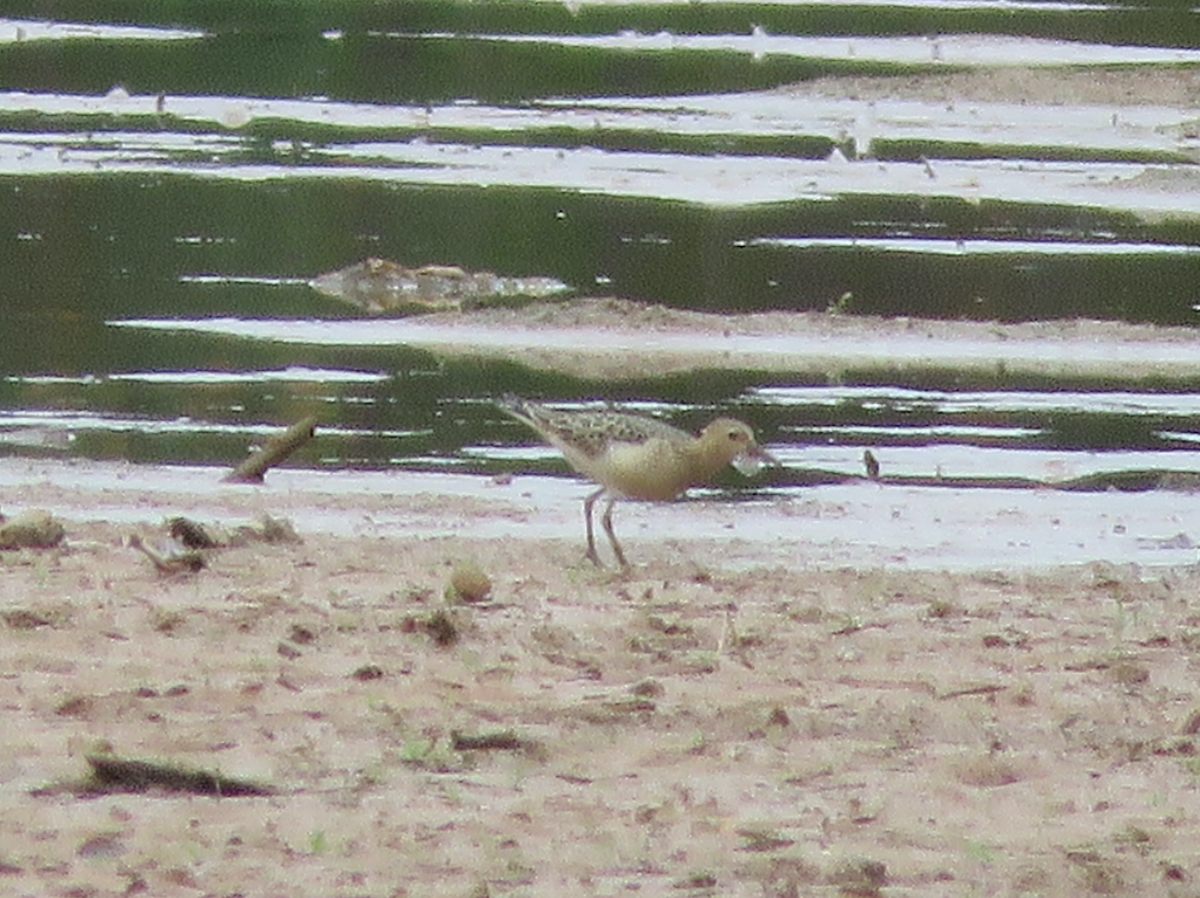 Buff-breasted Sandpiper - ML642613081