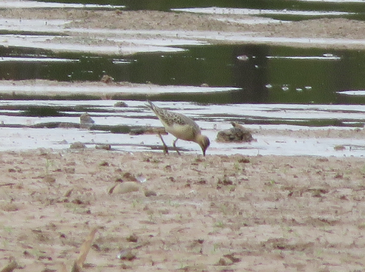 Buff-breasted Sandpiper - ML642613082