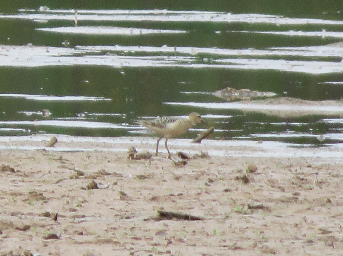Buff-breasted Sandpiper - ML642613083