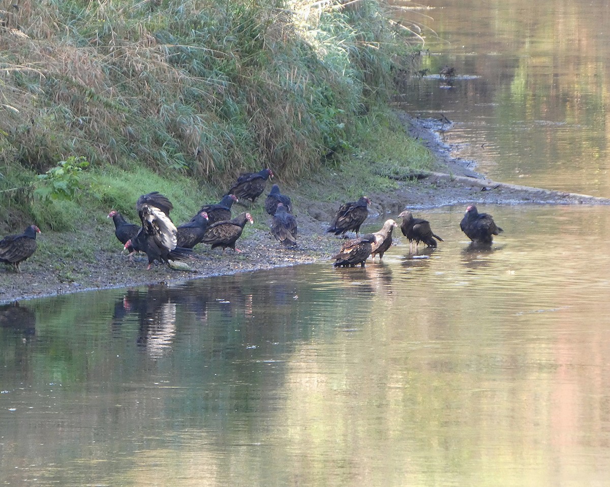 Turkey Vulture - ML642613085