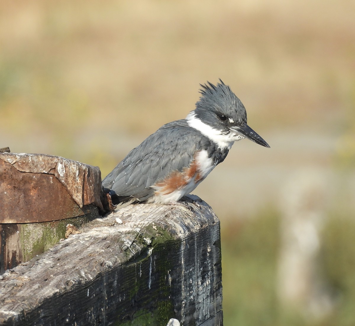 belteisfugl - ML642613095