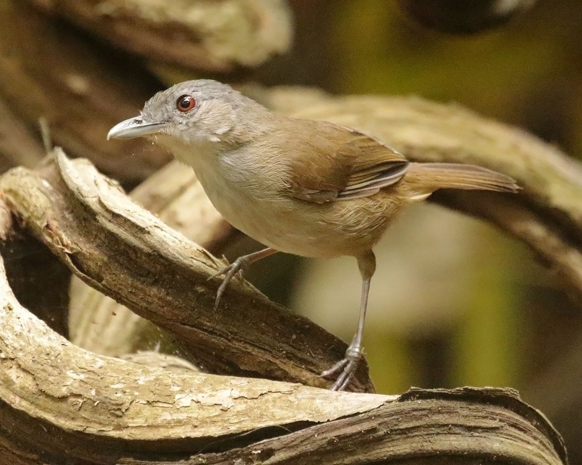 Horsfield's Babbler - ML642613110