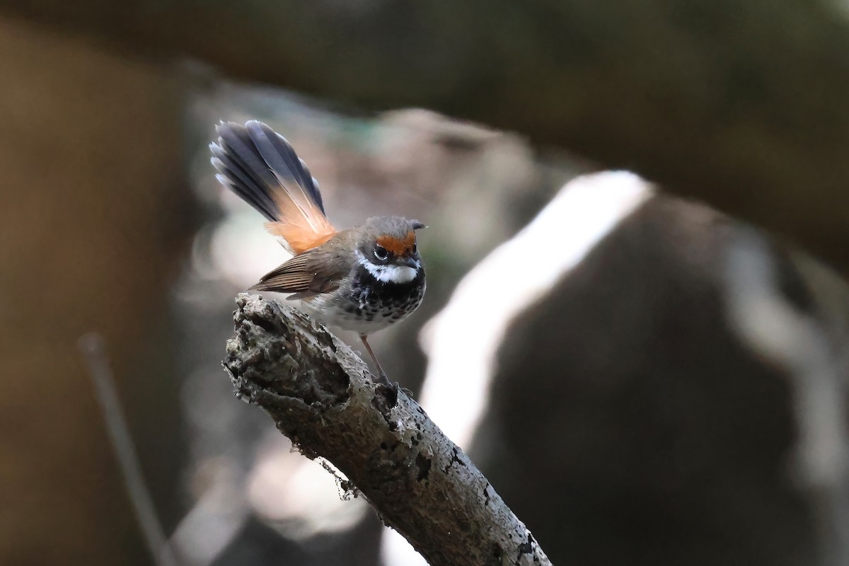 Australian Rufous Fantail - ML642613117