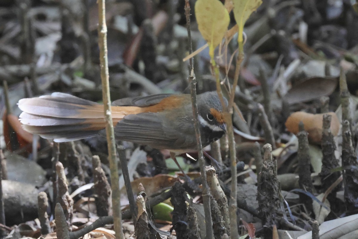 Australian Rufous Fantail - ML642613119