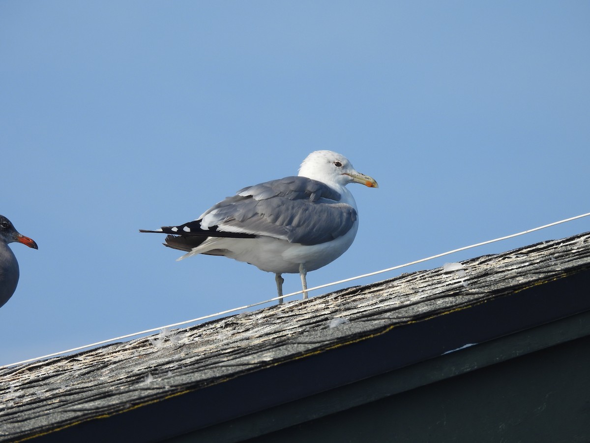 ub. måke (Larinae sp.) - ML642613138