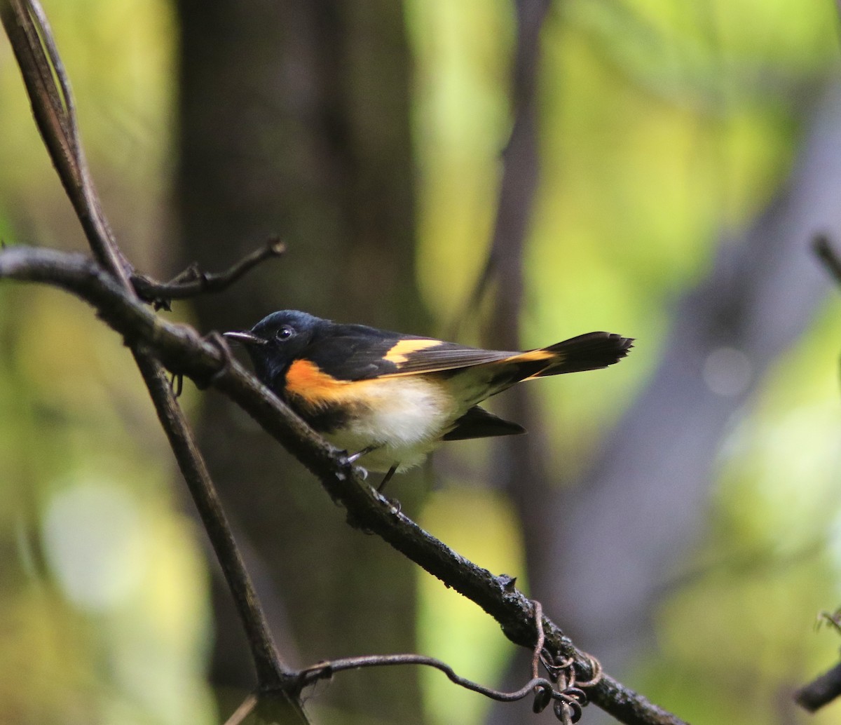 American Redstart - ML642613166