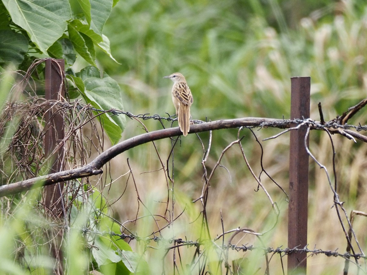 Striated Grassbird - ML642613187