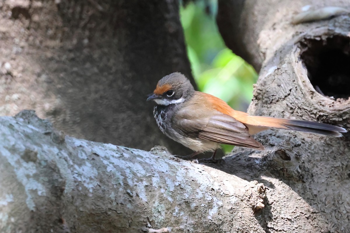 Australian Rufous Fantail - ML642613190